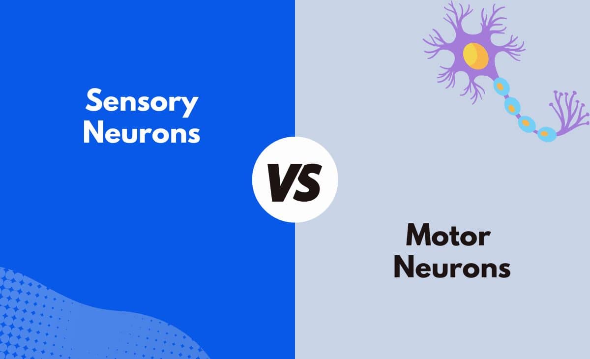 Difference Between Sensory and Motor Neurons