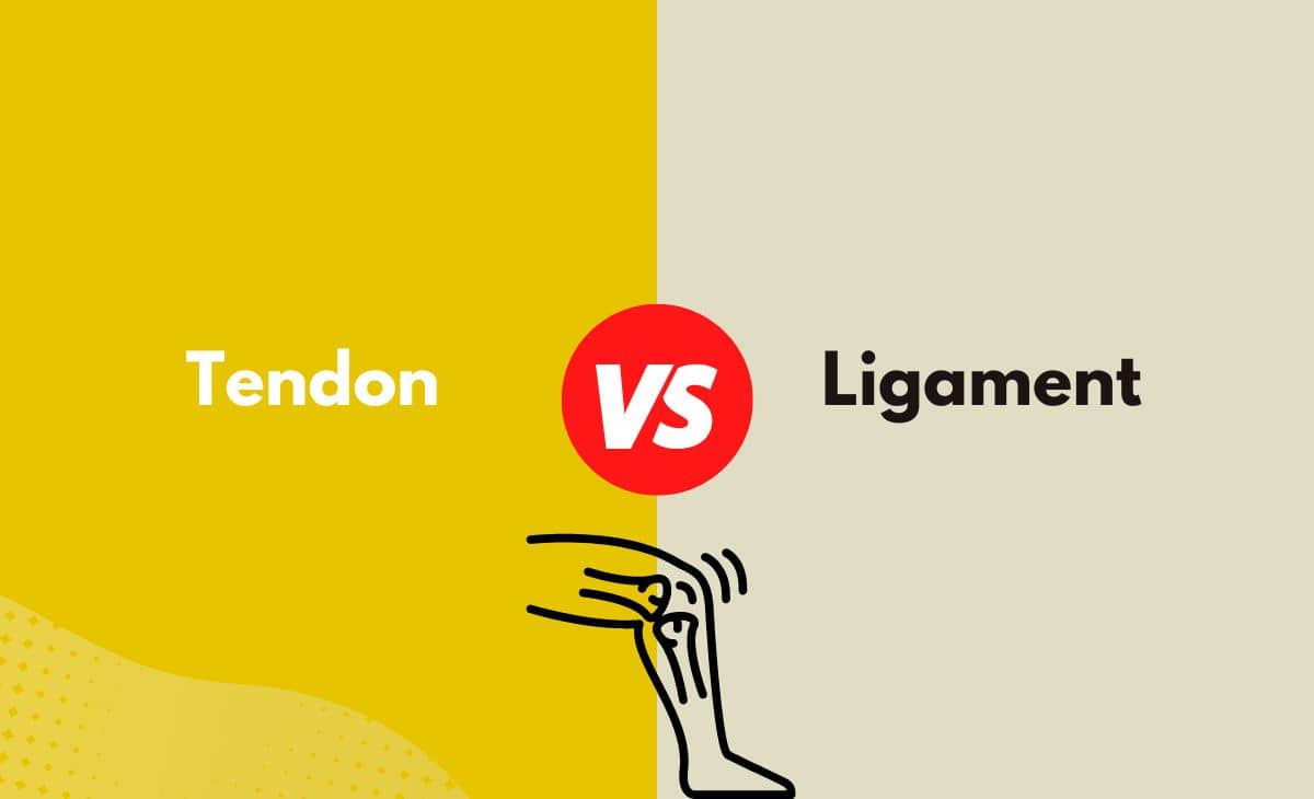 Difference Between Tendon and Ligament