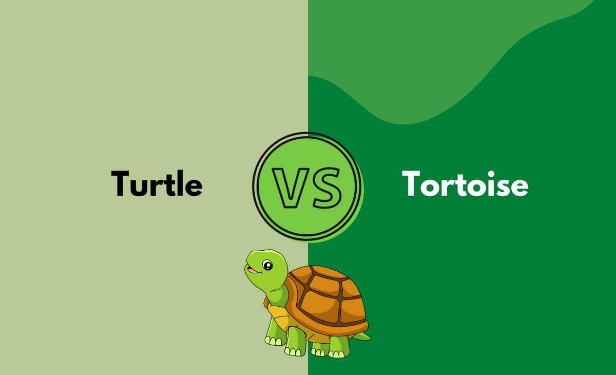 Difference Between Turtle and Tortoise
