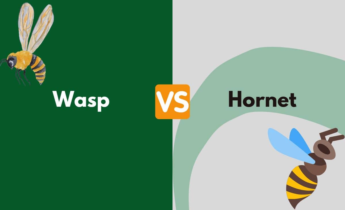 Difference Between Wasp and Hornet