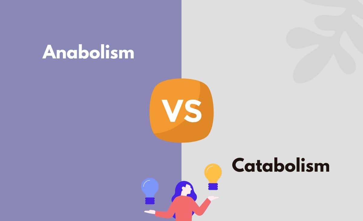 Difference Between Anabolism and Catabolism