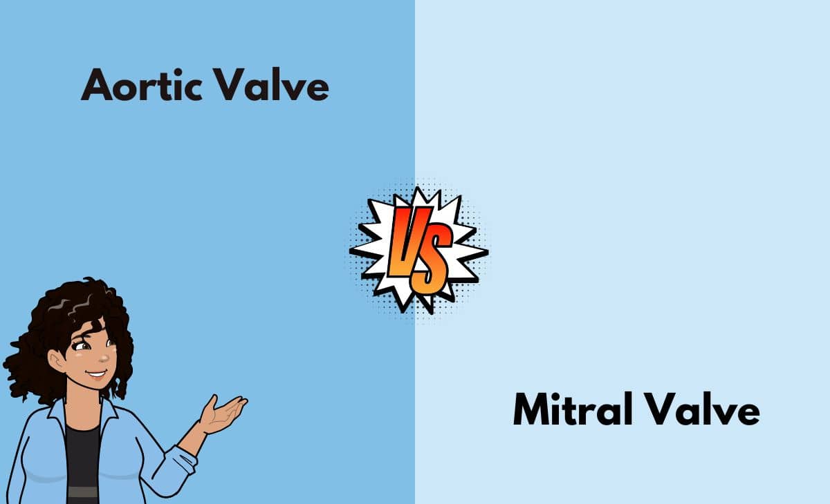 Difference Between Aortic Valve and Mitral Valve