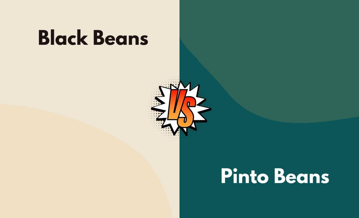 Difference Between Black and Pinto Beans