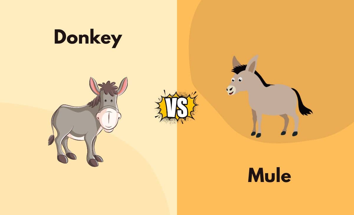 Difference Between Donkey and Mule