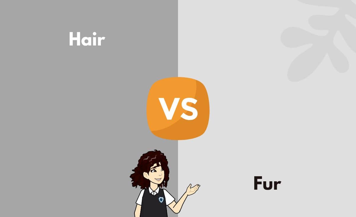 Difference Between Hair and Fur