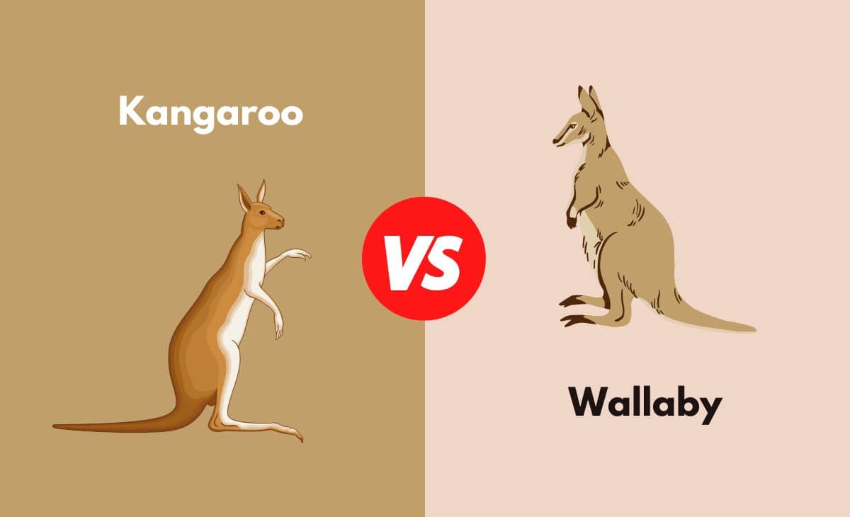 Difference Between Kangaroo and Wallaby