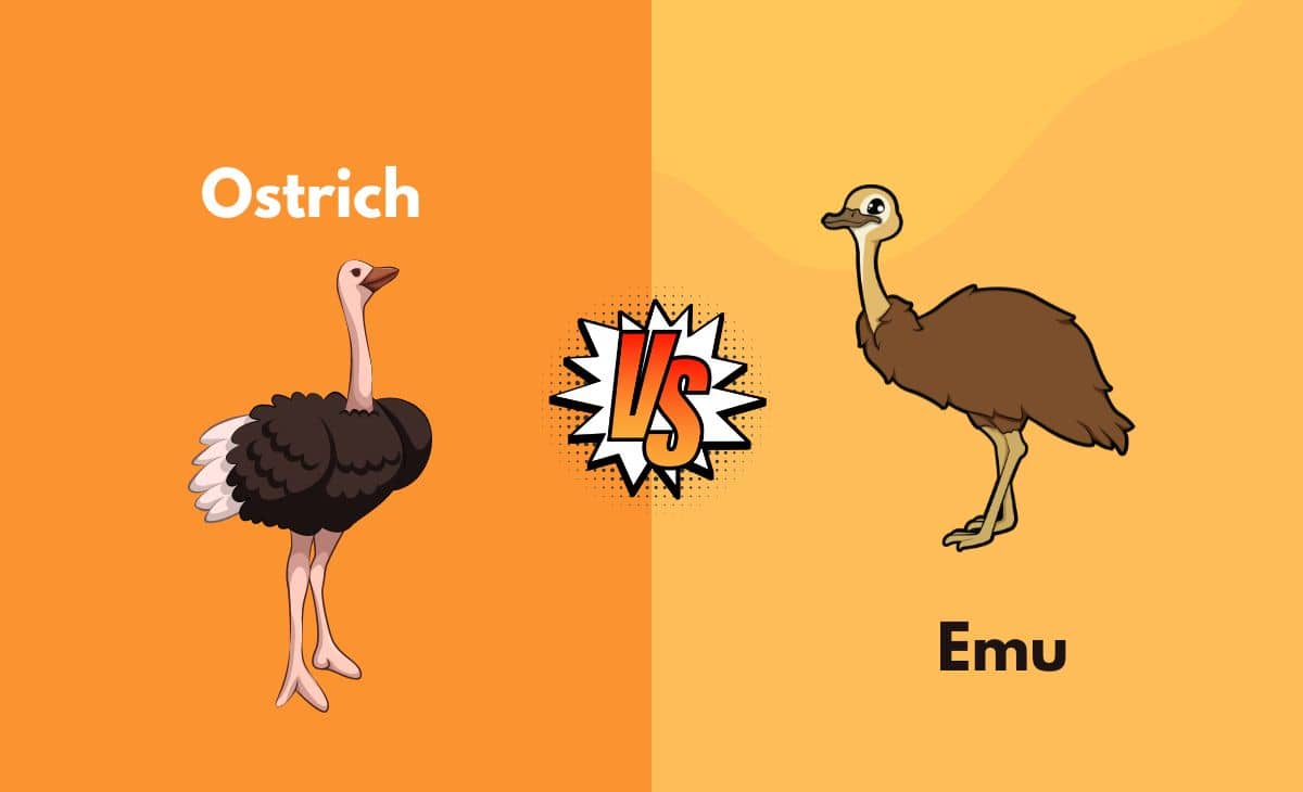 Difference Between Ostrich and Emu