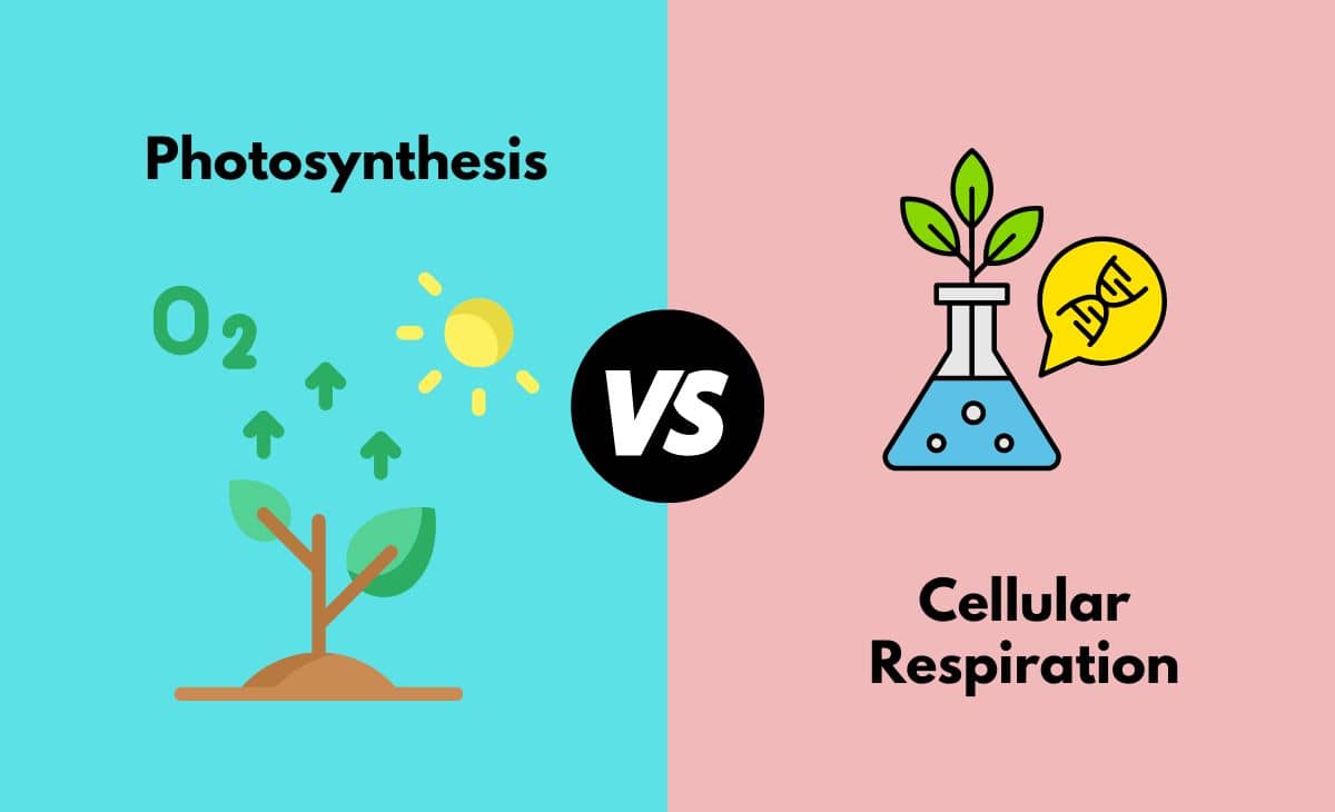 Difference Between Photosynthesis and Cellular Respiration