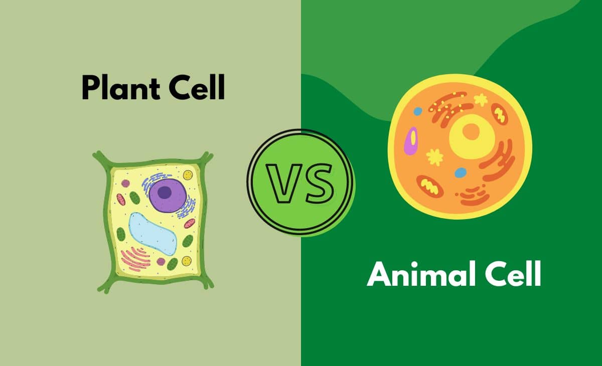 Plant Cell vs. Animal Cell - The