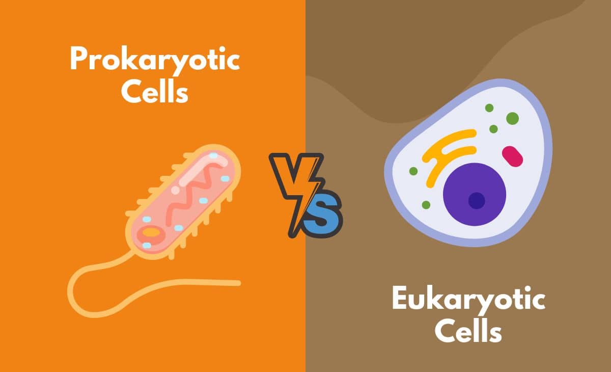 Difference Between Prokaryotic Cells and Eukaryotic Cells