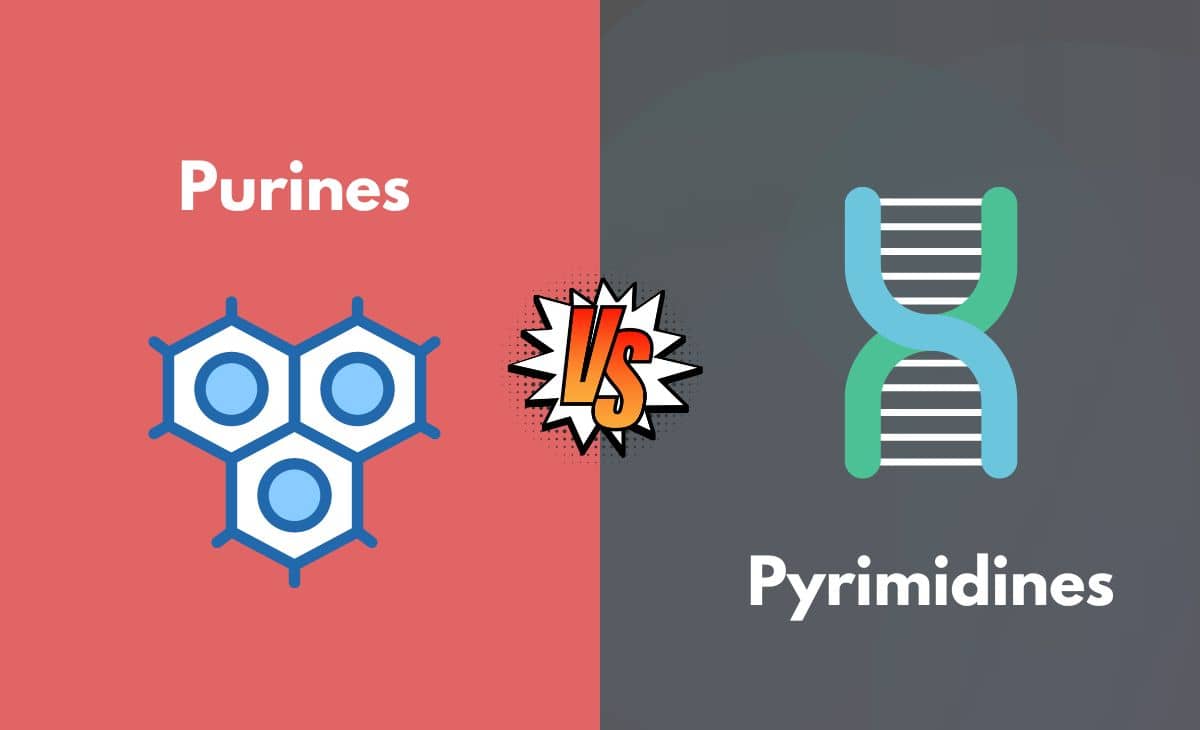 Difference Between Purines and Pyrimidines