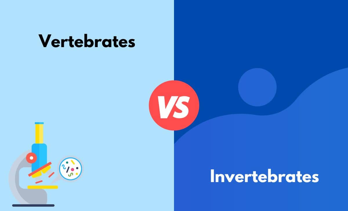 Difference Between Vertebrates and Invertebrates