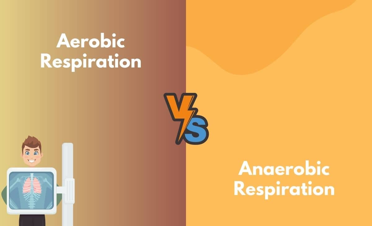 Difference Between Aerobic and Anaerobic Respiration