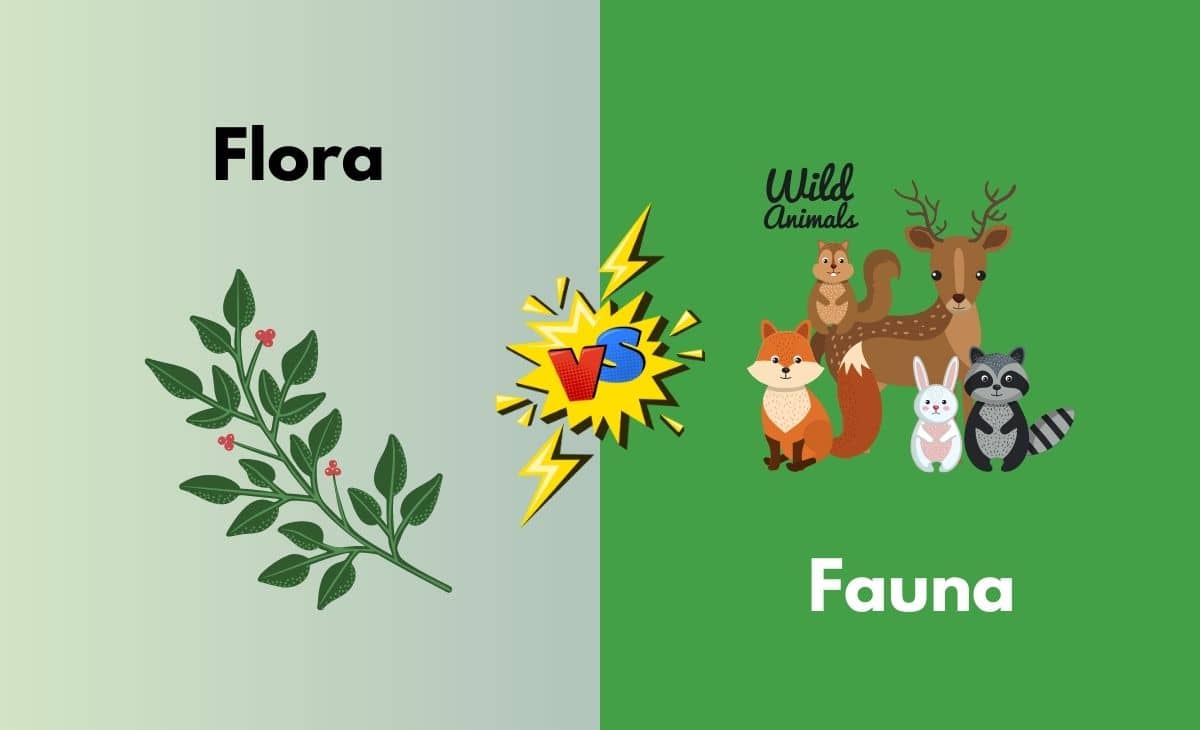 Difference Between Flora and Fauna
