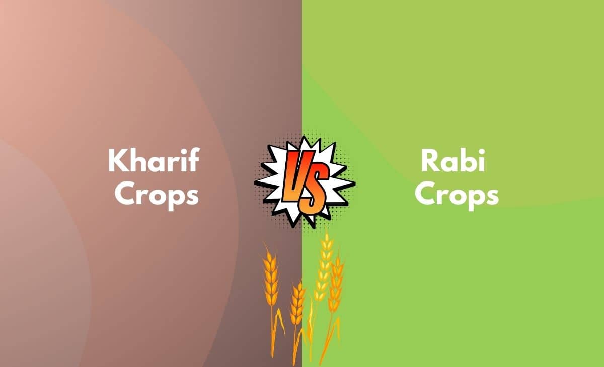 Difference Between Kharif Crops and Rabi Crops