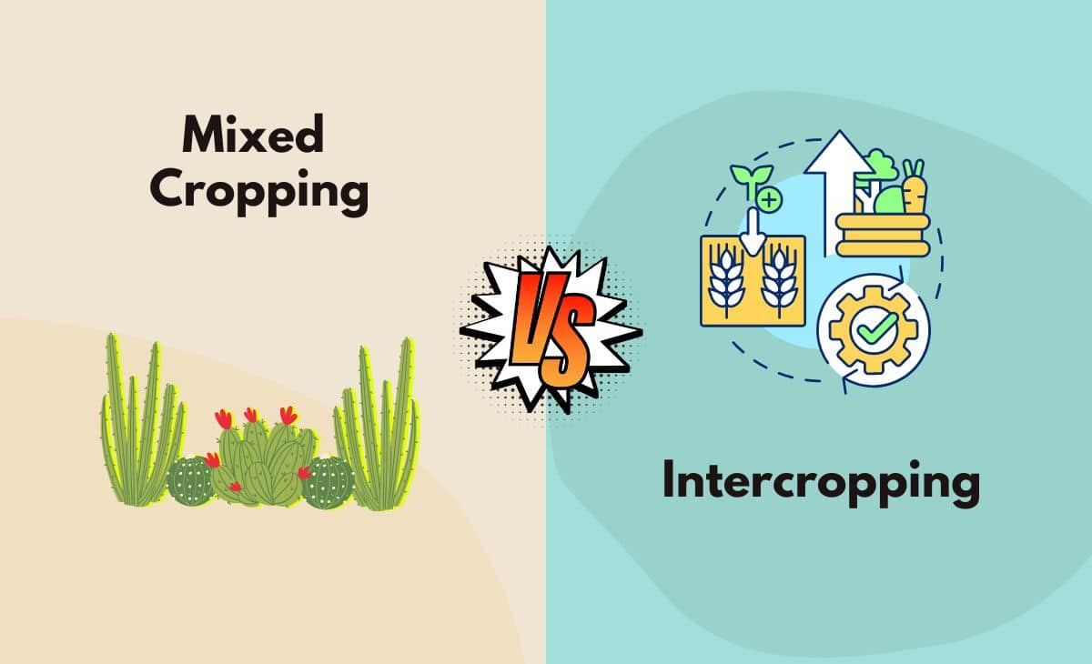 Difference Between Mixed Cropping and Intercropping