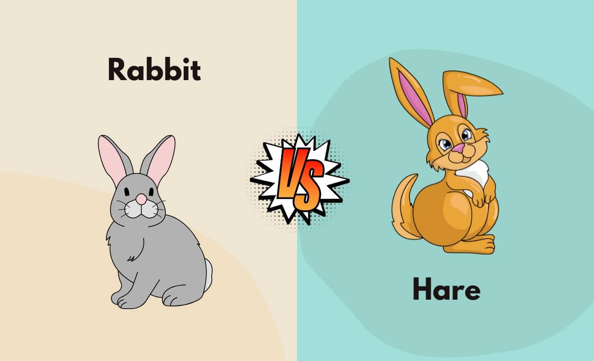 Difference Between Rabbit and Hare