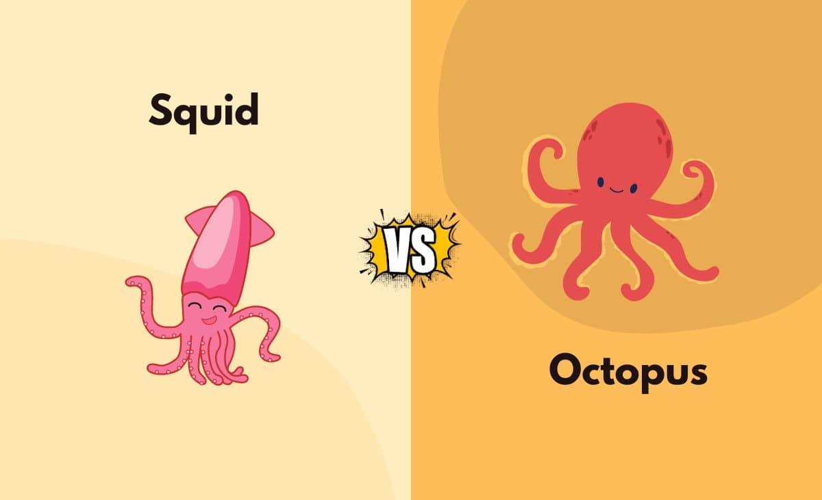 Difference Between Squid and Octopus