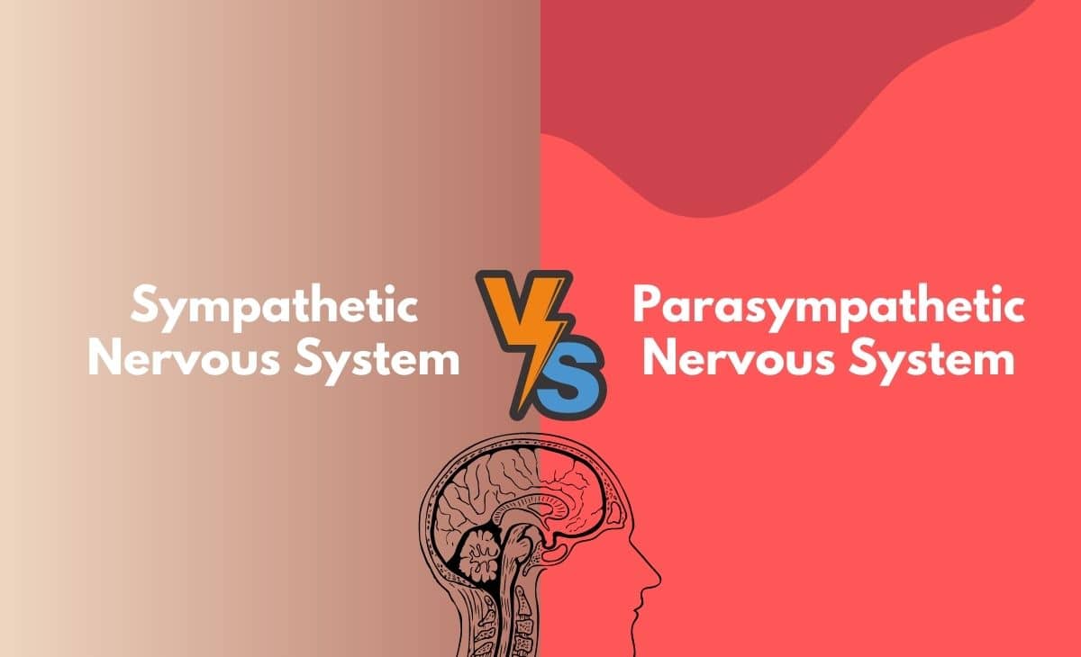 Difference Between Sympathetic and Parasympathetic Nervous System