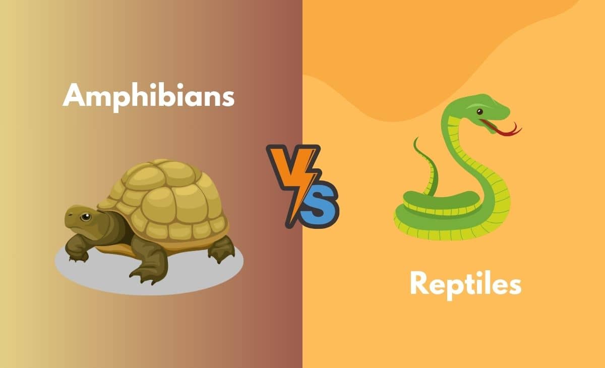 Difference Between Amphibians and Reptiles