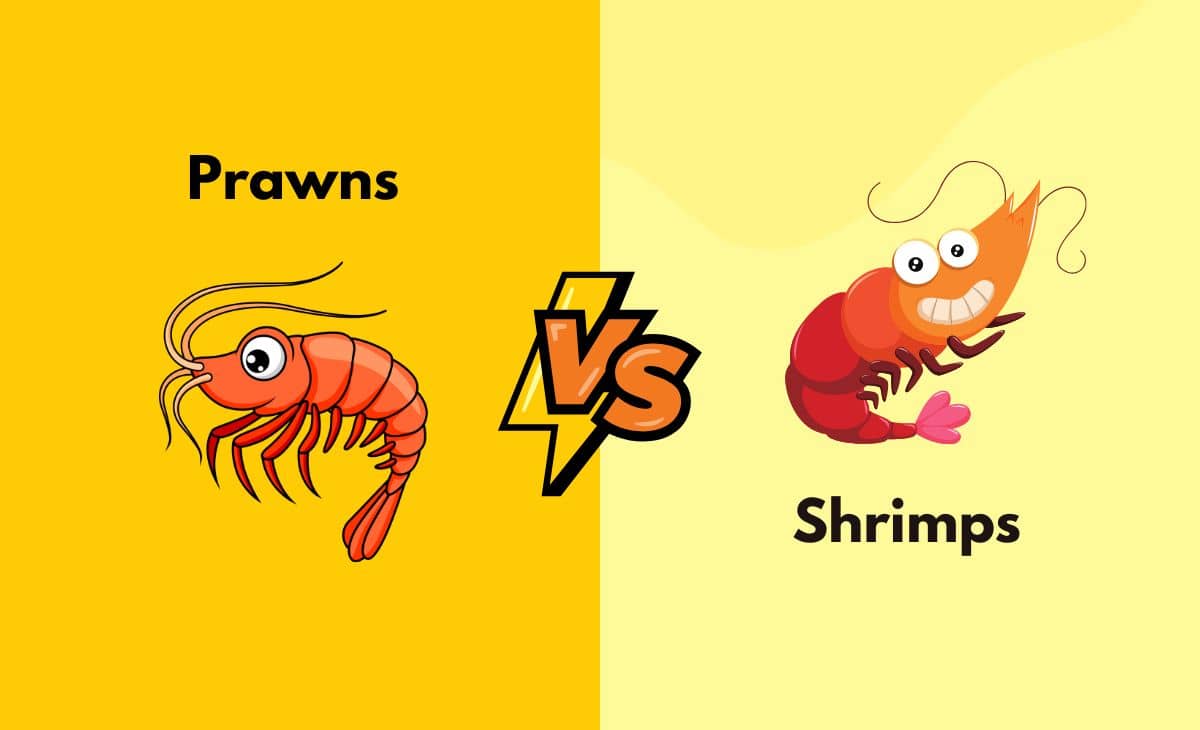 Difference Between Prawns and Shrimps