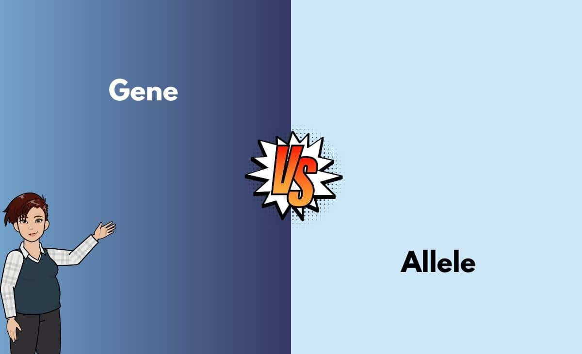 Difference Between a Gene and an Allele