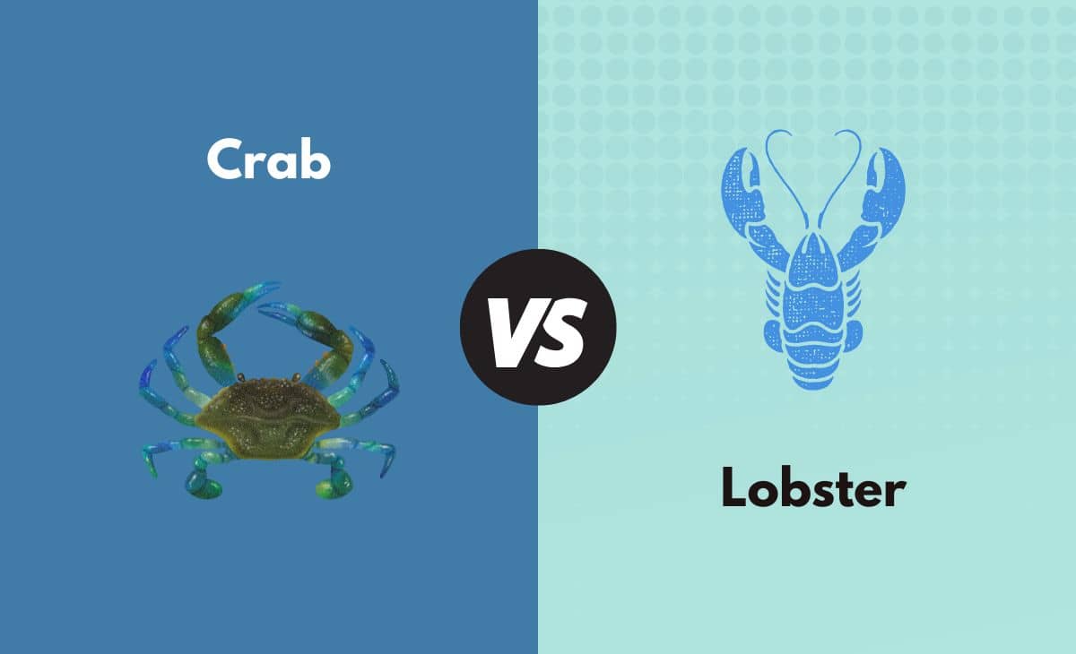 Difference Between Crab and Lobster