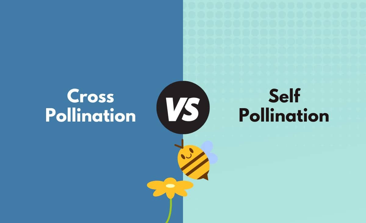 Difference Between Cross Pollination and Self Pollination