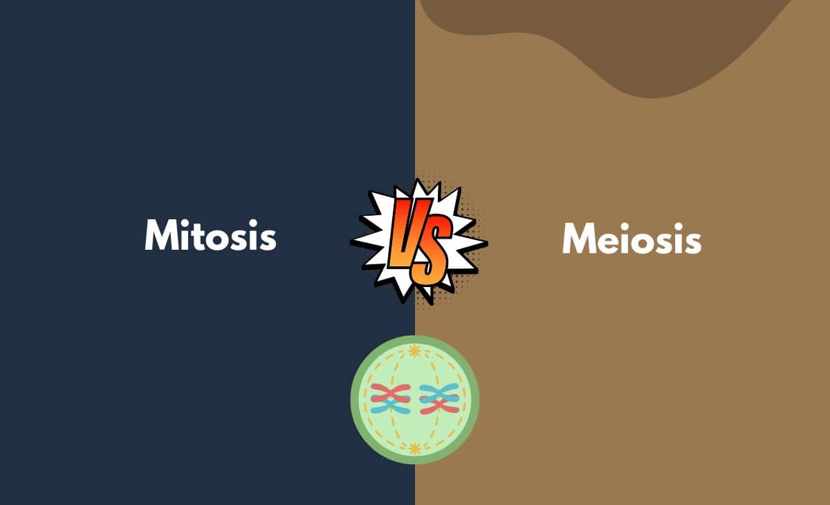 Difference Between Mitosis and Meiosis