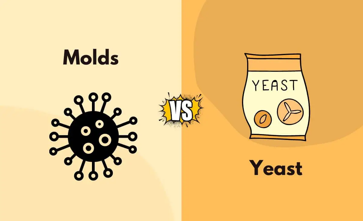 Difference Between Molds and Yeast