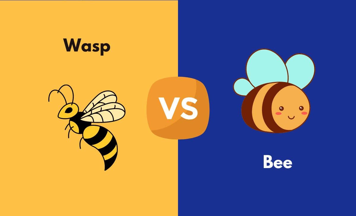 Difference Between Wasp and Bee