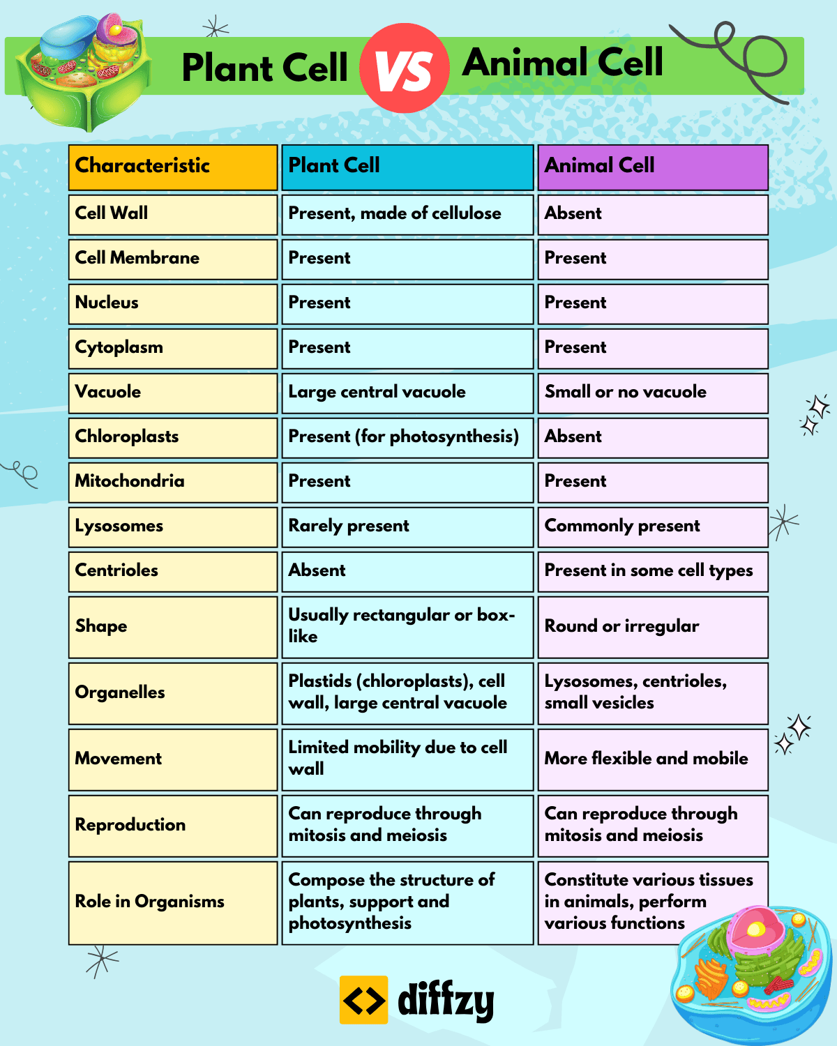 Plant Cell vs. Animal Cell