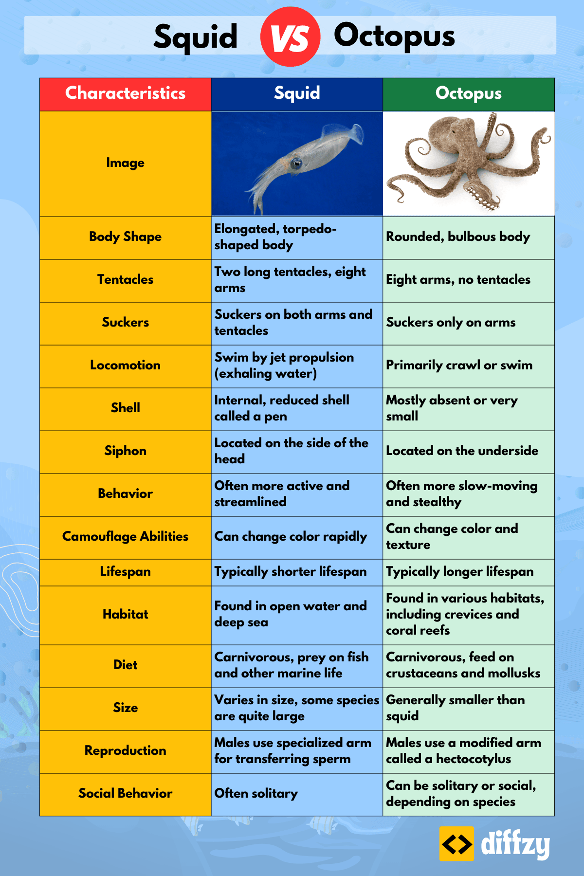 Squid vs Octopus