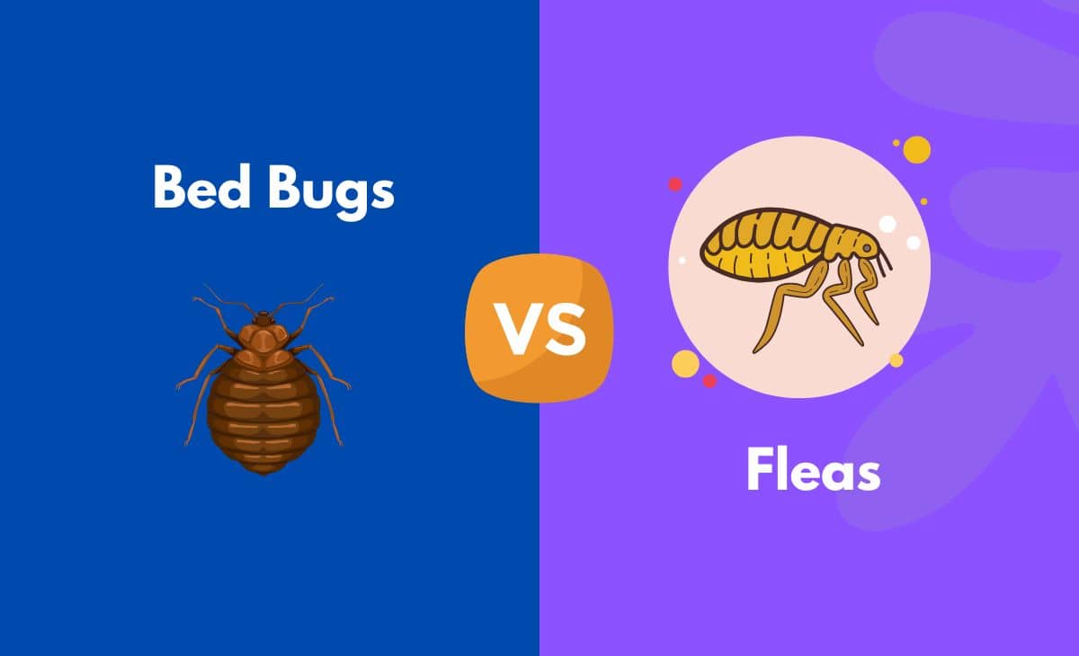 Difference Between Bed Bugs and Fleas