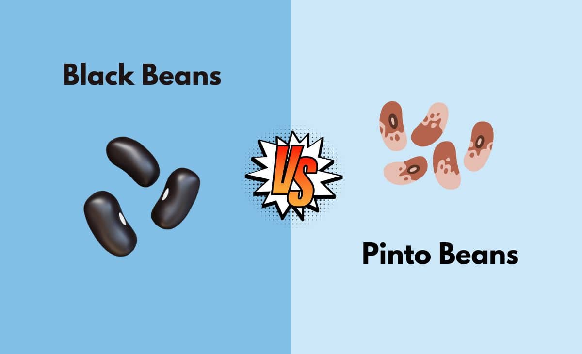 Difference Between Black Beans and Pinto Beans