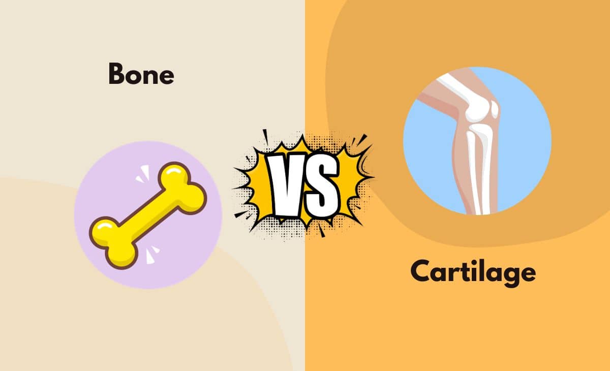 Difference Between Bone and Cartilage