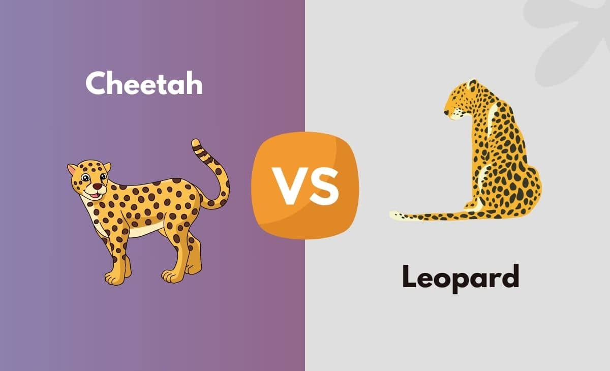 Difference Between Cheetah and Leopard