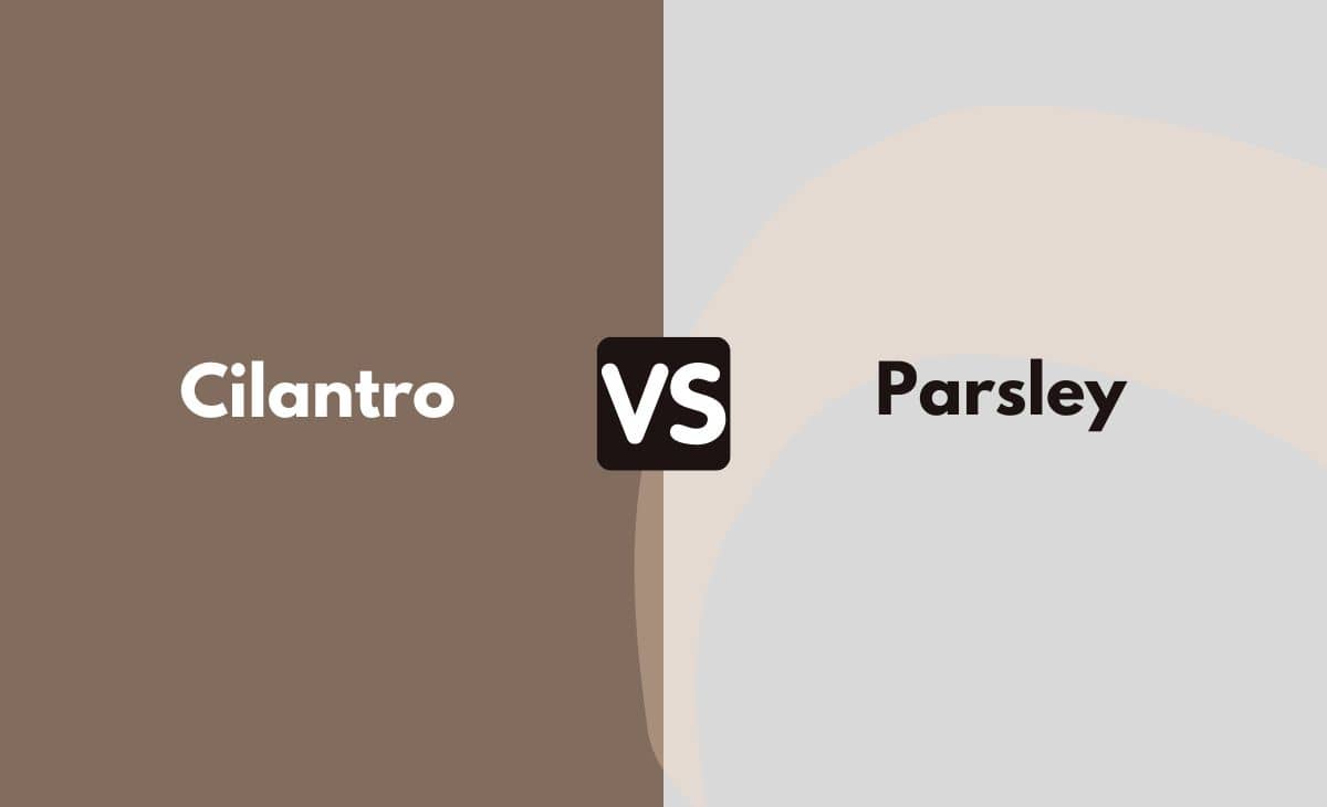 Difference Between Cilantro and Parsley