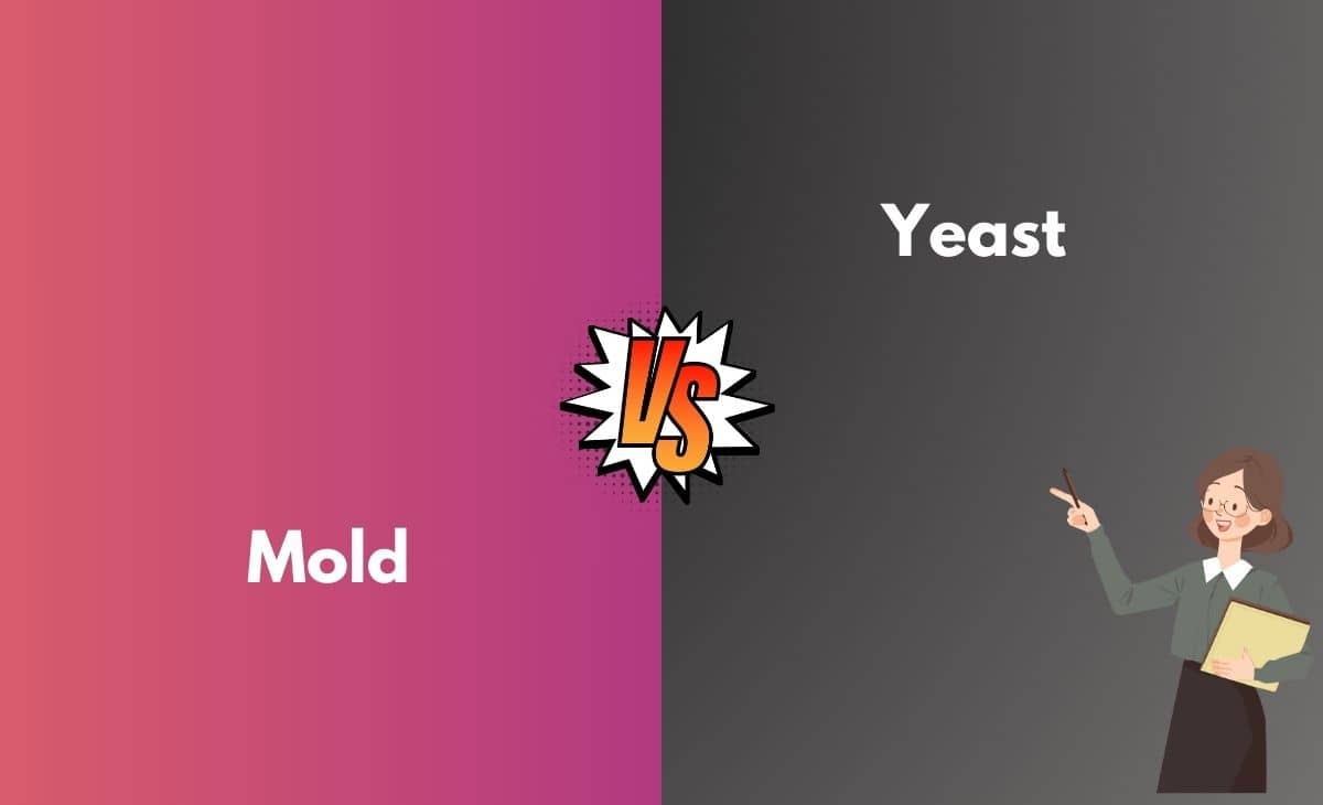 Difference Between Mold and Yeast