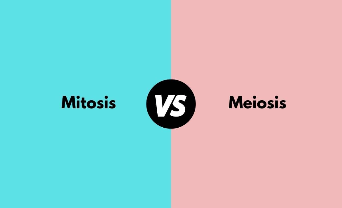 Difference Between Mitosis and Meiosis