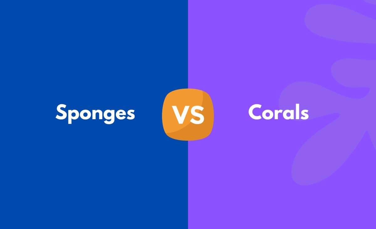 Difference Between Sponges and Corals