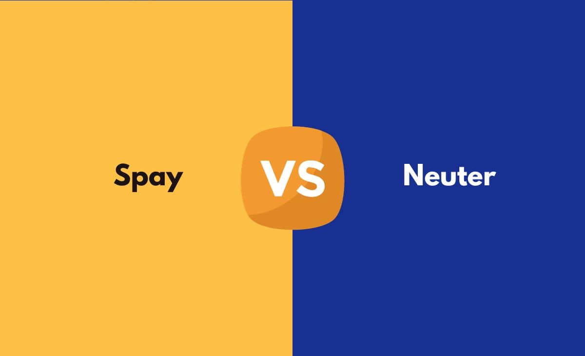 Difference Between Spay and Neuter